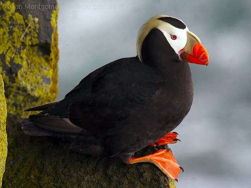 Tufted Puffin (Fratercula cirrhata) ©©