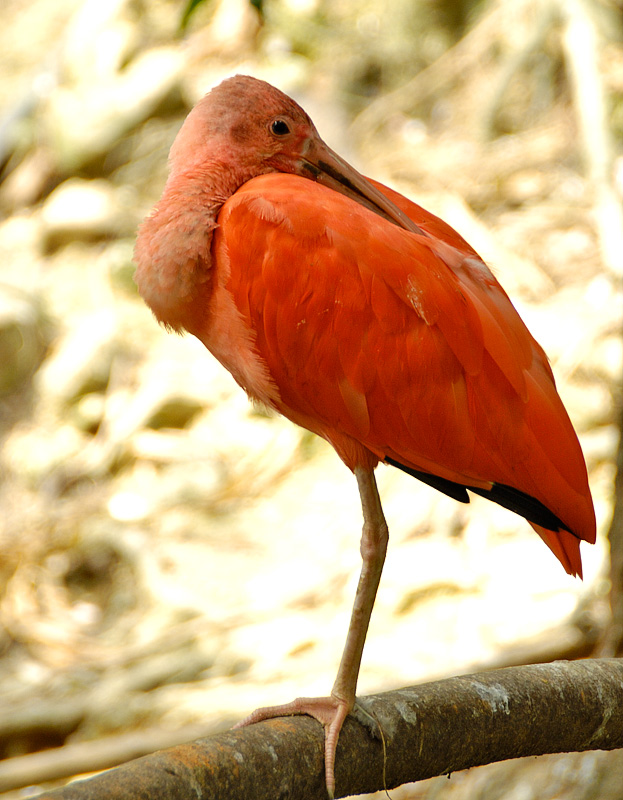 Unknown Ibis by Philip Kwong