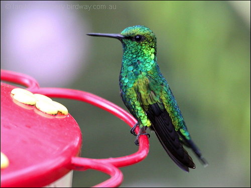 Western Emerald (Chlorostilbon melanorhynchus)