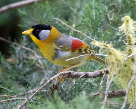 Silver-eared Mesia (Leiothrix argentauris) ©WikiC