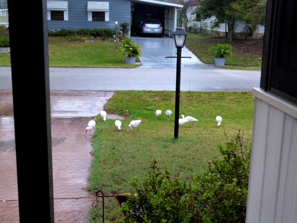 American White Ibis (Eudocimus albus) 1st Birds of 2014 by Lee