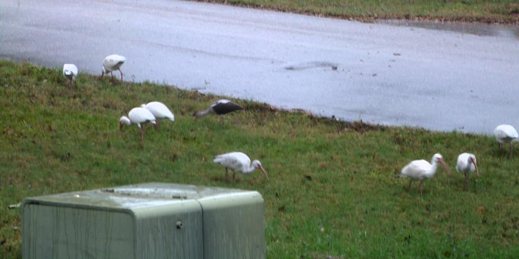 American White Ibis (Eudocimus albus) 1st Birds of 2014 by Lee