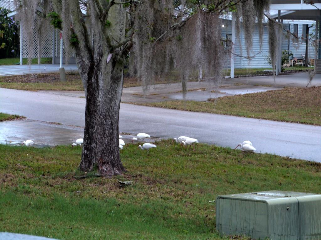 American White Ibis (Eudocimus albus) 1st Birds of 2014 by Lee