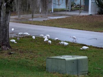 American White Ibis (Eudocimus albus) 1st Birds of 2014 by Lee