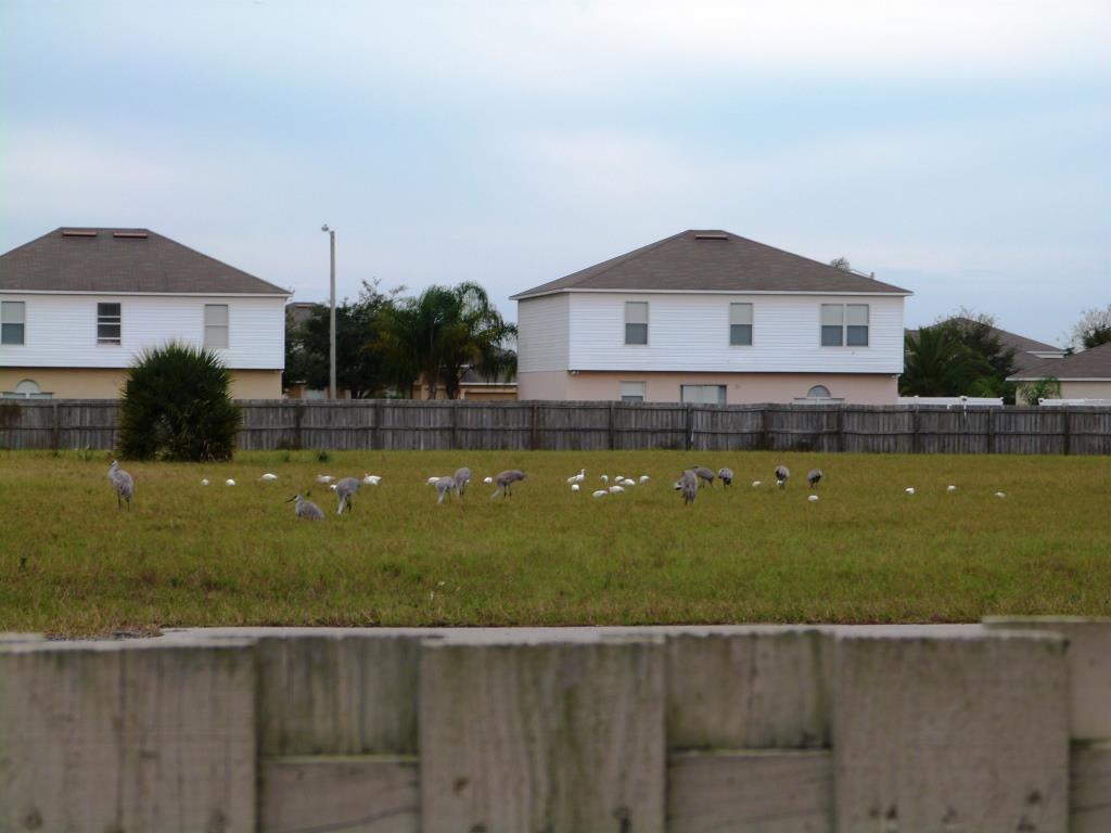American White Ibis and Sandhill Cranes by Lee across street