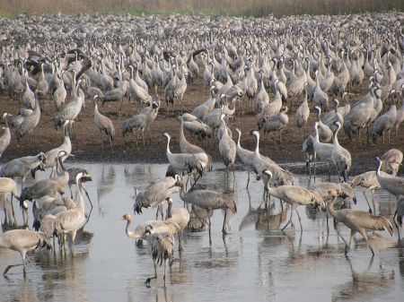 Common Cranes in Israel. Many species of crane gather in large groups during migration and on their wintering grounds