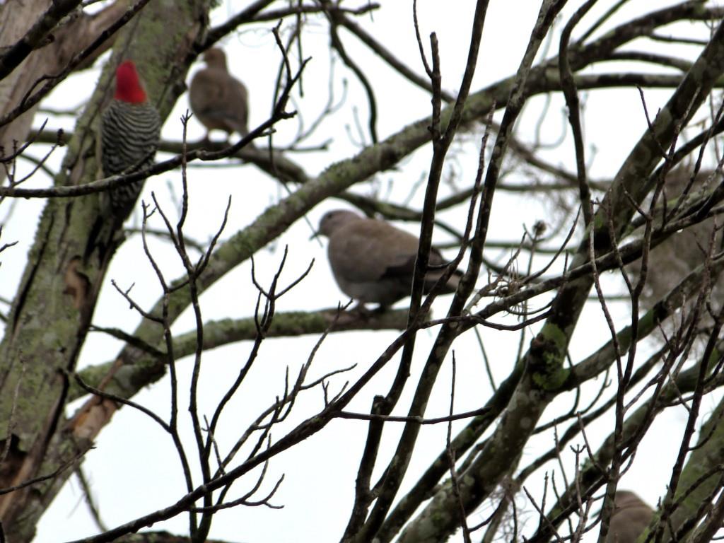 Eurasian Collared Dove (Streptopelia decaocto) Red-bellied Woodpecker (Melanerpes carolinus) 3rd and 4th Birds of 2014 by Lee