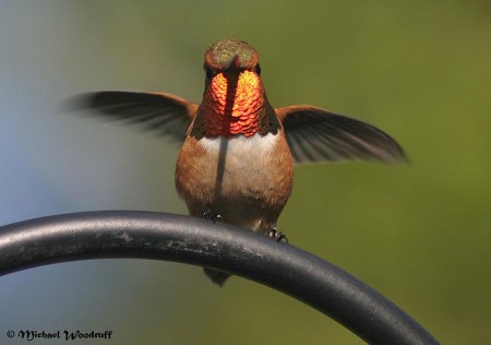 Rufous Hummingbird (Selasphorus rufus) by Michael Woodruff