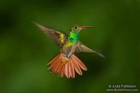 Rufous-tailed Hummingbird (Amazilia tzacatl) by Judd Patterson