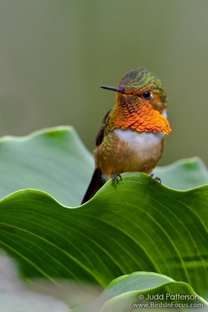 Scintillant Hummingbird (Selasphorus scintilla) by Judd Patterson
