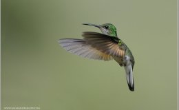 McGuffey’s Third Reader – Humming&nbsp;Birds