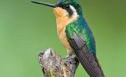 Bible Birds – Mountain Birds in Psalm 50:11 – Part&nbsp;I