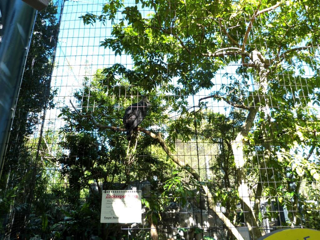 Harpy Eagle (Harpia harpyja) by Lee at Zoo Miami 2014
