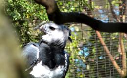 Thanksgiving – Harpy&nbsp;Eagle