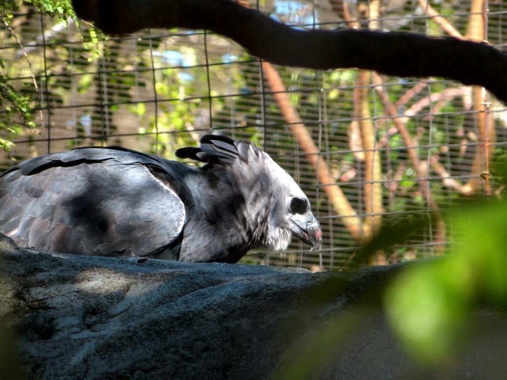 Harpy Eagle (Harpia harpyja) Juvenile by Lee at Zoo Miami 2014