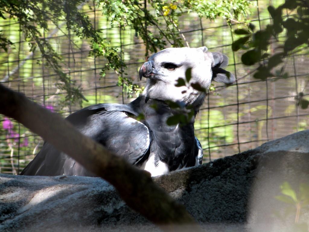 Harpy Eagle (Harpia harpyja) Juvenile by Lee at Zoo Miami 2014