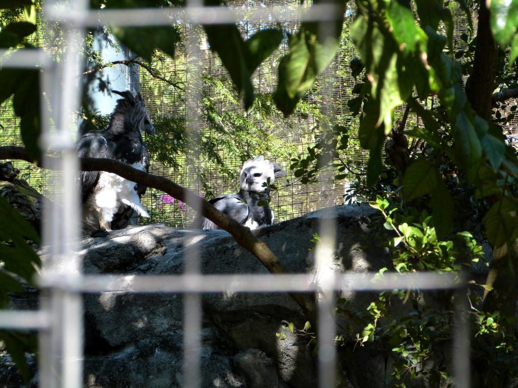 Harpy Eagle (Harpia harpyja) Juvenile and Mom by Lee at Zoo Miami 2014