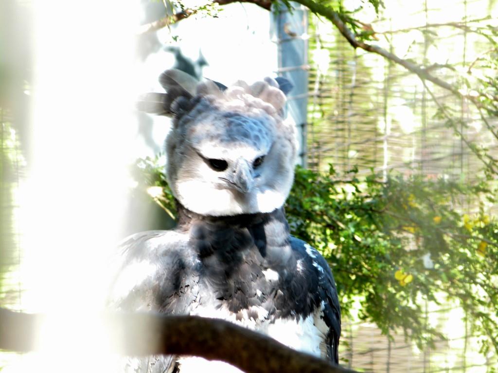 Harpy Eagle (Harpia harpyja) by Lee at Zoo Miami 2014