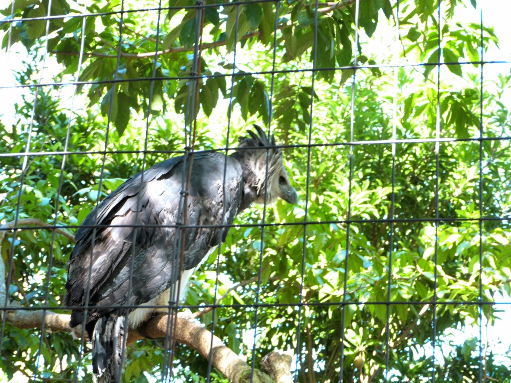 Harpy Eagle (Harpia harpyja) by Lee at Zoo Miami 2014