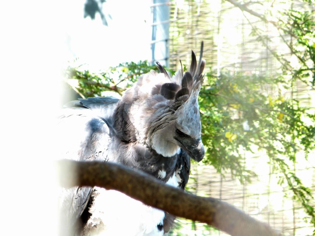 Harpy Eagle (Harpia harpyja) by Lee at Zoo Miami