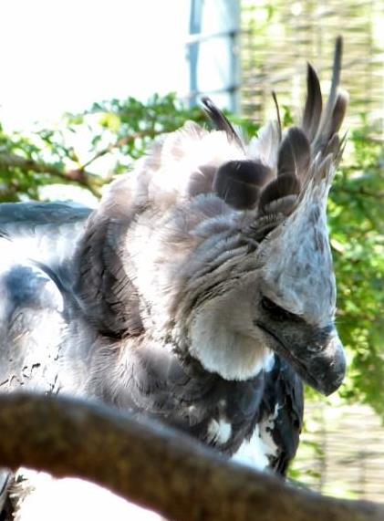 Harpy Eagle (Harpia harpyja) by Lee at Zoo Miami 2014