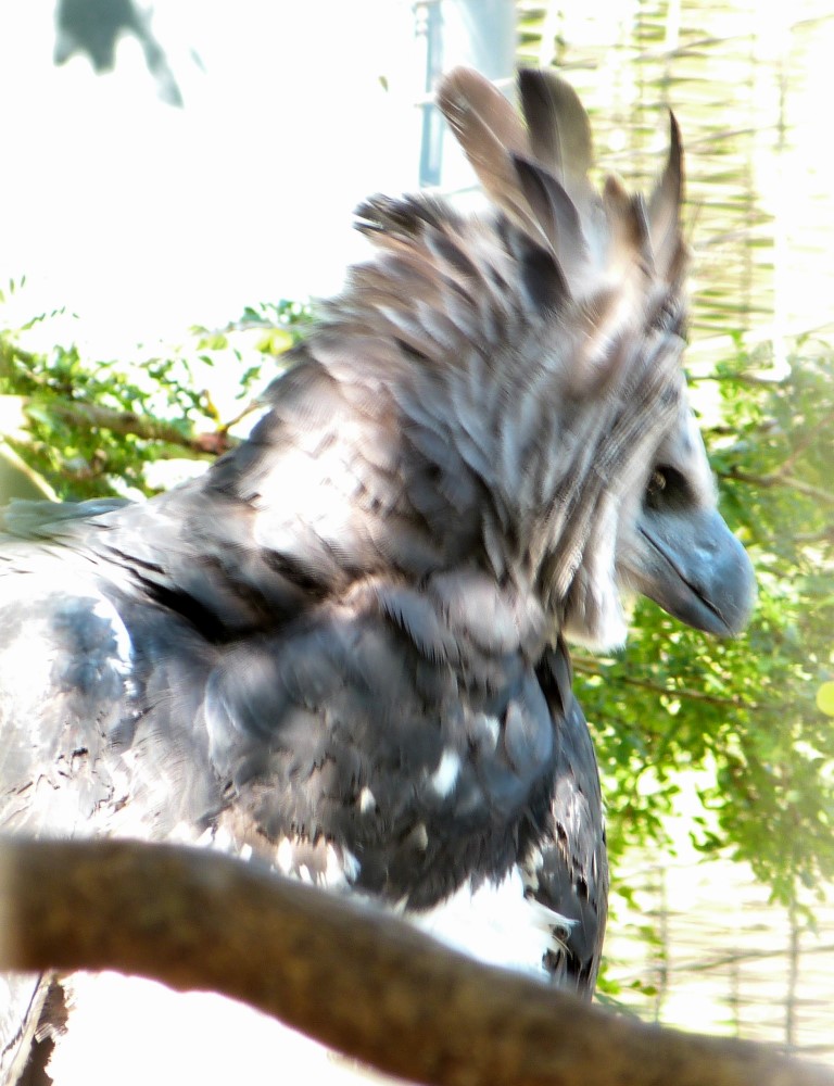 Harpy Eagle (Harpia harpyja) by Lee at Zoo Miami