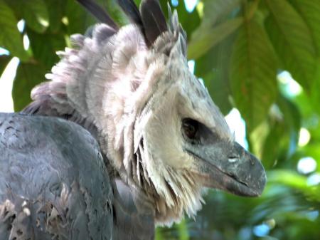Harpy Eagle (Harpia harpyja) by Lee at Zoo Miami 2014