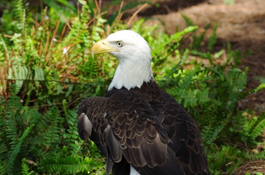 Bald Eagle (close up) LP Zoo by Lee