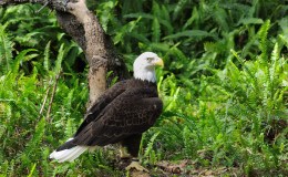 The Eagle – Fourth Grade McGuffey’s Reader