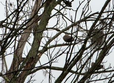 Woody and EC Dove Cropped