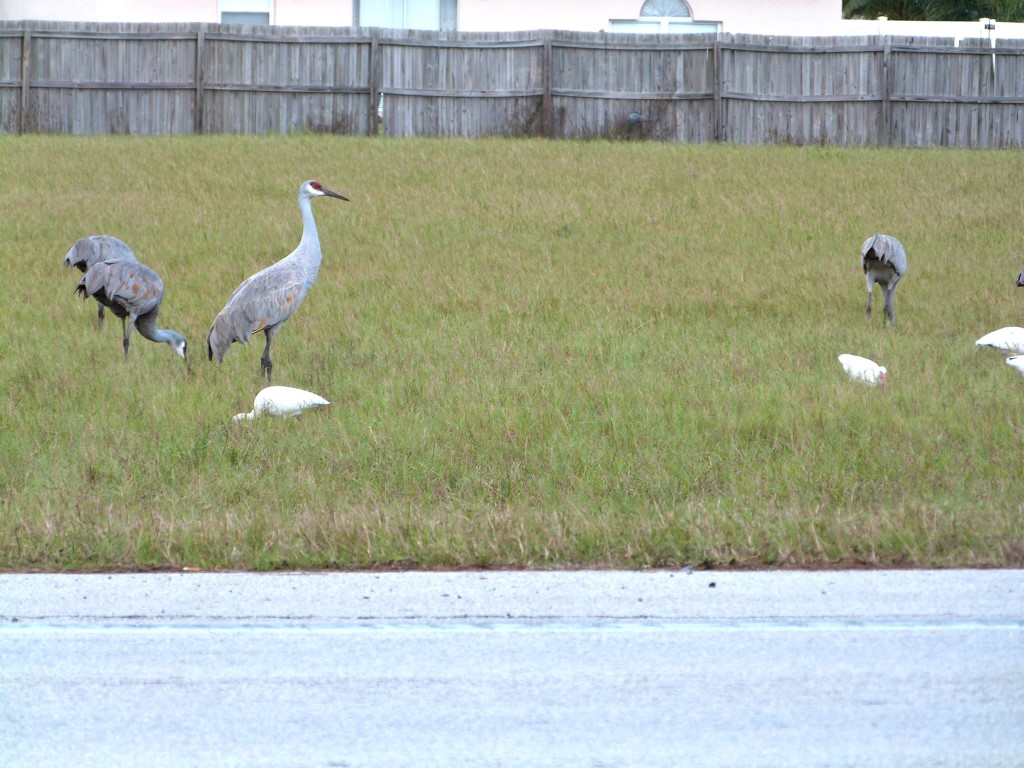 On Duty Sandhill Crane by Lee