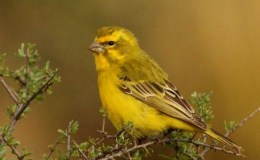 The Rescue of the Canary&nbsp;Bird