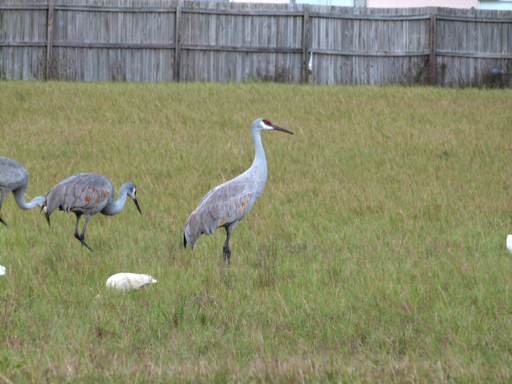 Sandhill Crane on duty by Lee across street