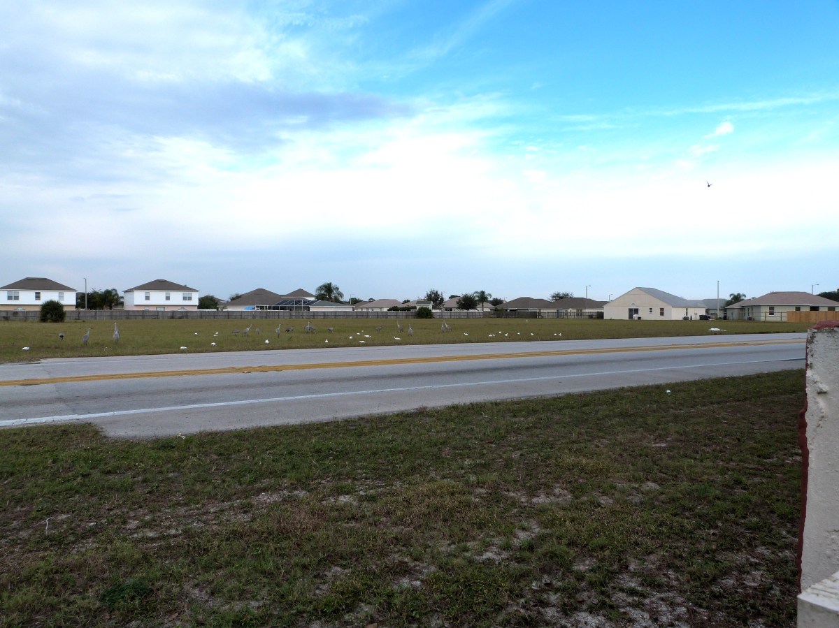 Sandhills and White Ibis across road from backyard by Lee