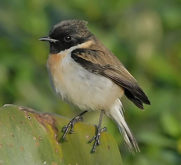 White-tailed Stonechat (Saxicola leucurus) White-tailed Stonechat (Saxicola leucurus) by Nikhil Devassar