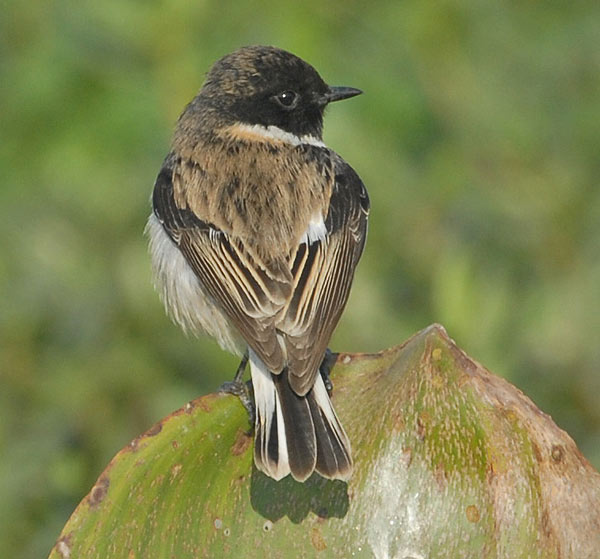 White-tailed Stonechat (Saxicola leucurus) by Nikhil Devassar