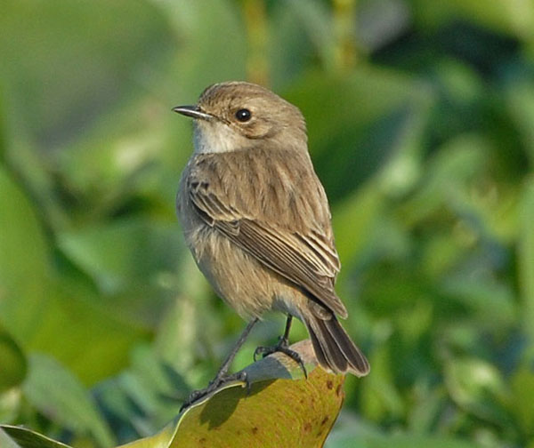 White-tailed Stonechat (Saxicola leucurus) by Nikhil Devassar