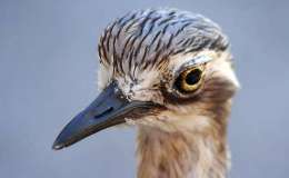 Free eBook About Birds and&nbsp;Photography