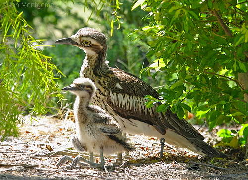 Bush Stone-curlew (Burhinus grallarius) with young by Ian at Birdway