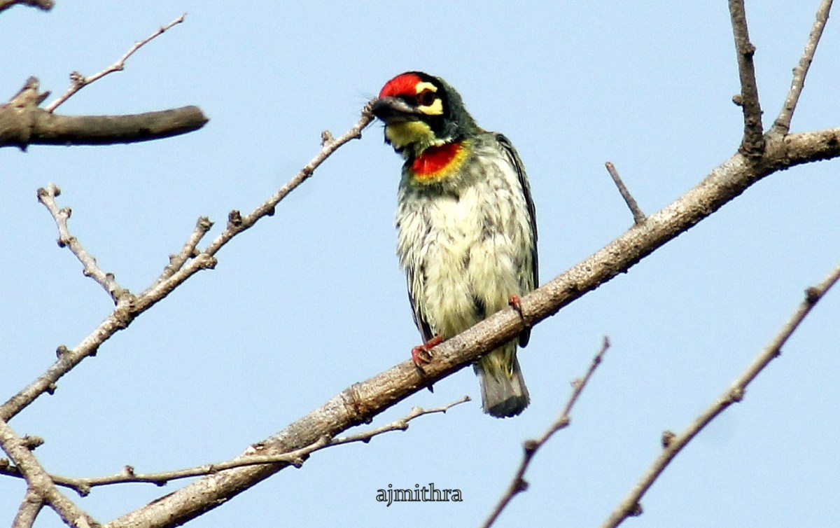 AJMithra's Photo of a Coppersmith Barbet