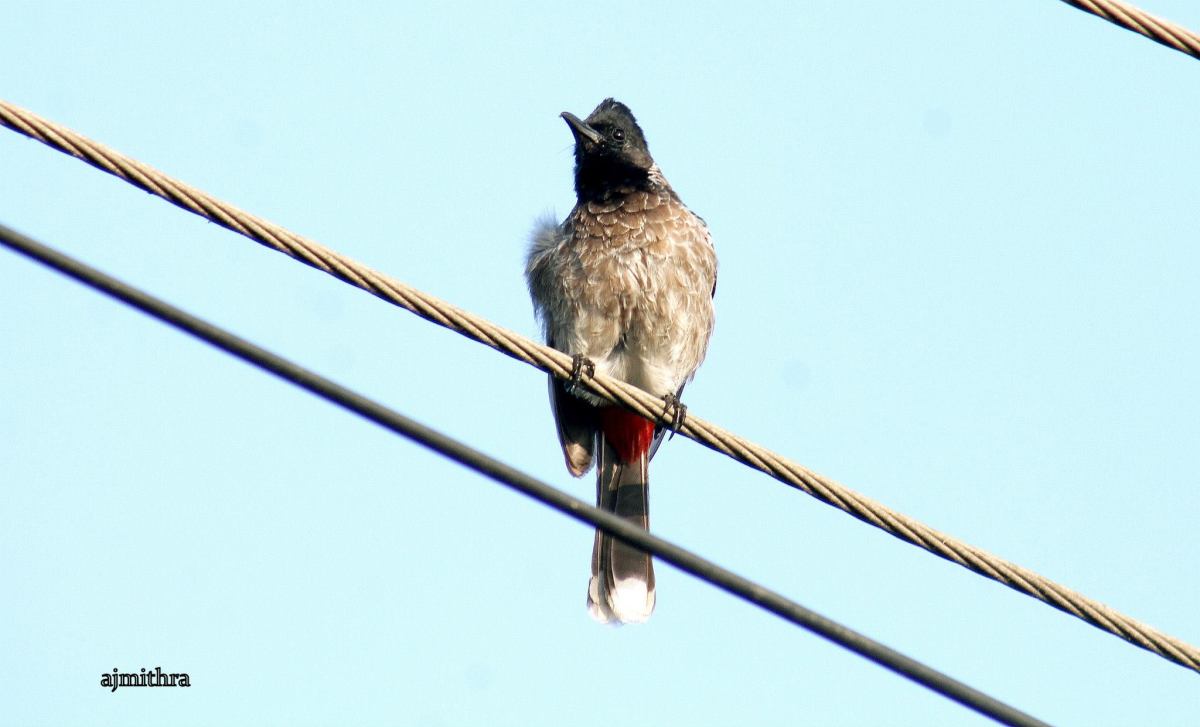 AJMithra's Photo of a Red-vented Bulbul