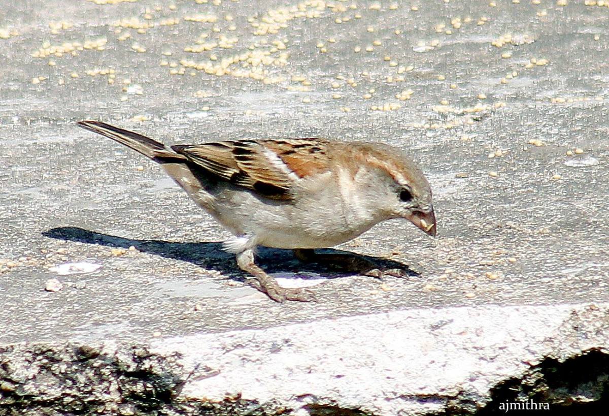 AJMithra’s Photo Titled of a sparrow and a Sparrow Saviour