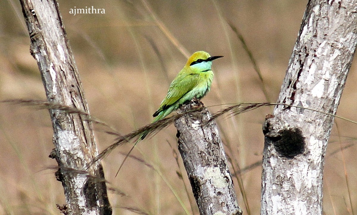 AJMithra's Photo of Green Bee-eater (Merops orientalis)