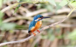 Gaze Stabilization –&nbsp;Bobble-Body