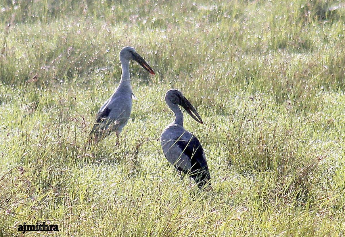 AJMithra's Photo of Asian Openbills