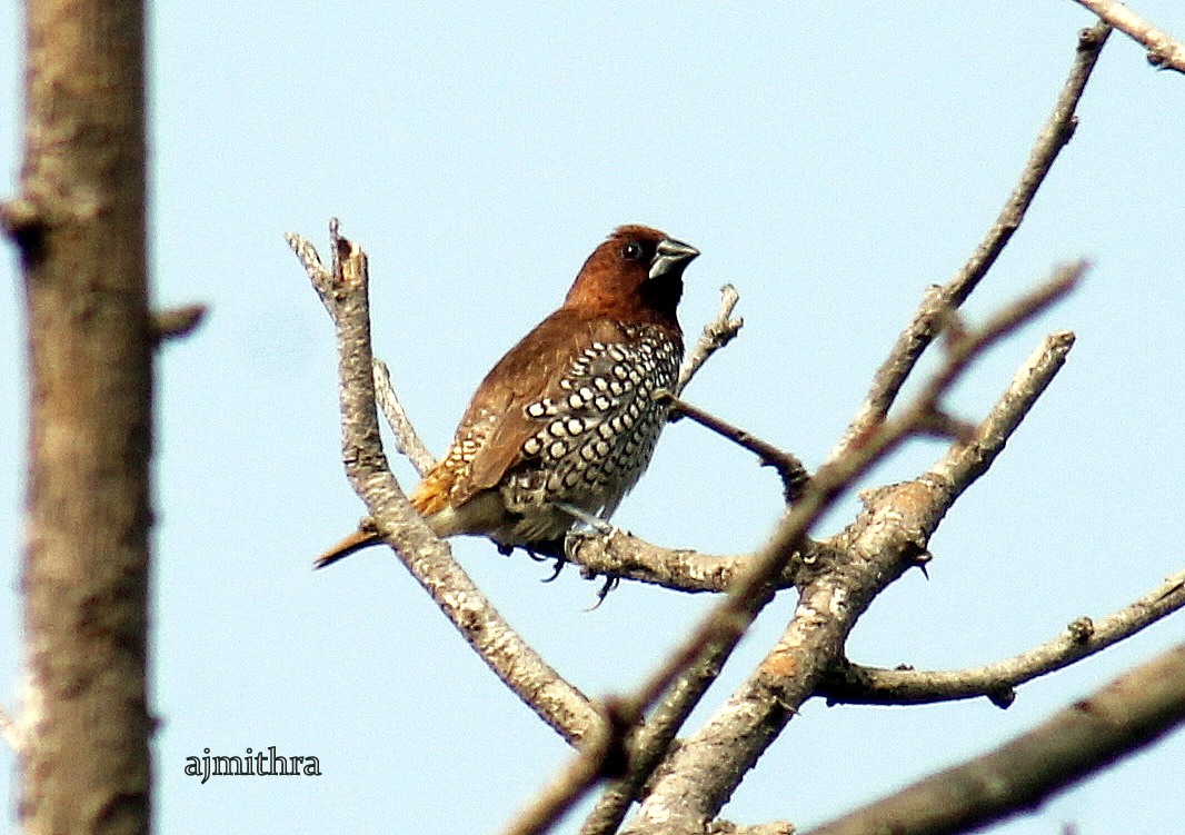 AJMithra's Photo of Scaly-breasted Munia