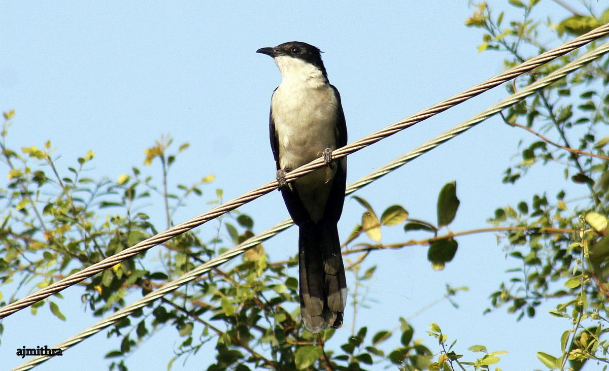 AJMithra's Photo of unknown bird