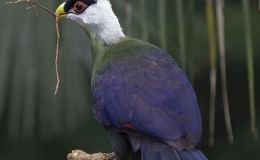 Precious Stones and Birds –&nbsp;Amethyst