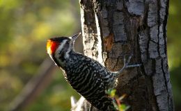 Precious Stones and Birds –&nbsp;Jasper