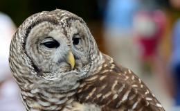Bible Birds – Barred Owl (at&nbsp;Lowry)